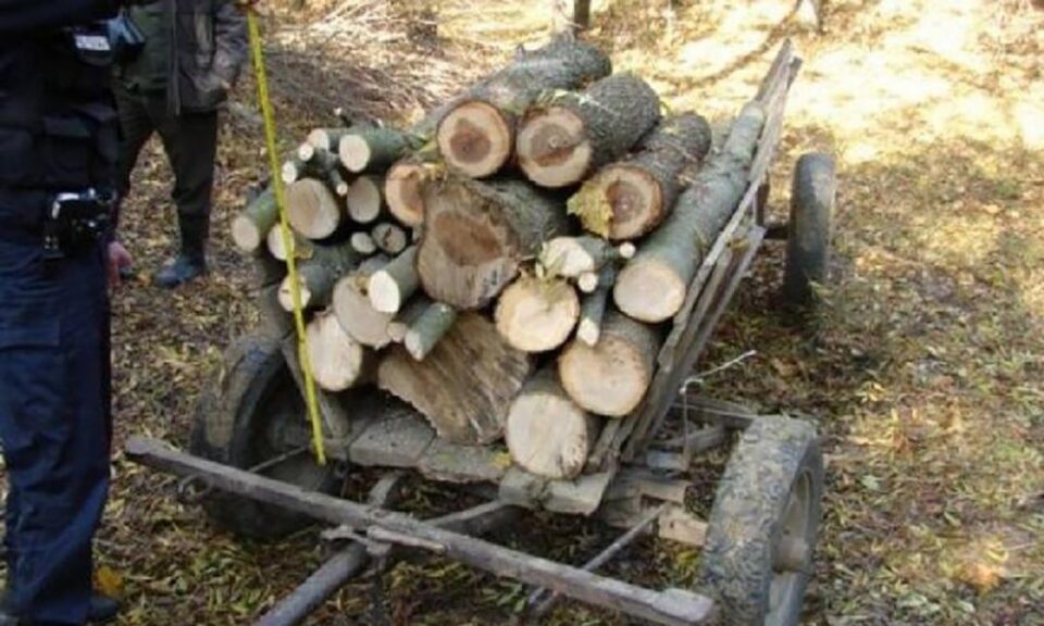 Trei tineri au fost prinși de pădurar în timp ce furau lemn din pădure
