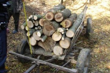 Trei tineri au fost prinși de pădurar în timp ce furau lemn din pădure