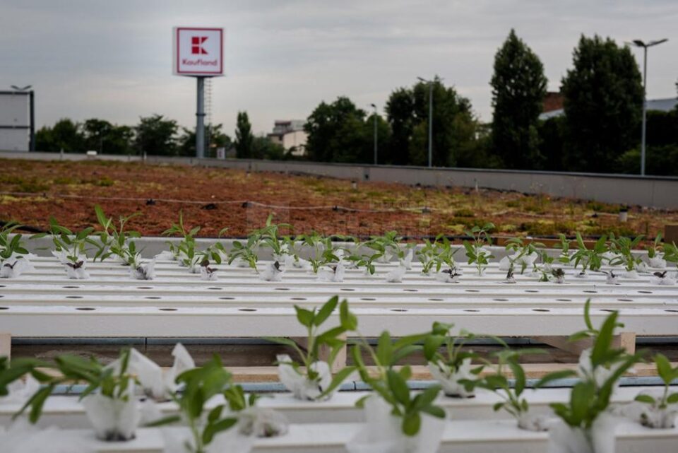 Kaufland își transformă acoperișurile, parcările și exteriorul magazinelor în grădini urbane
