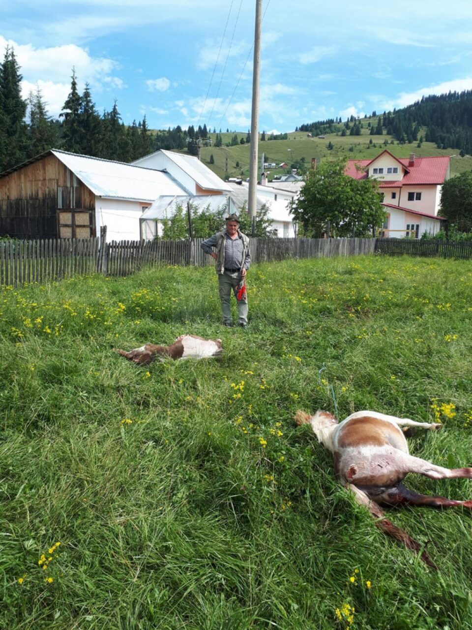 Doi ponei sfâșiați în curtea unui dornean