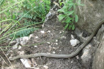 Șapte suceveni au fost mușcați de șerpi