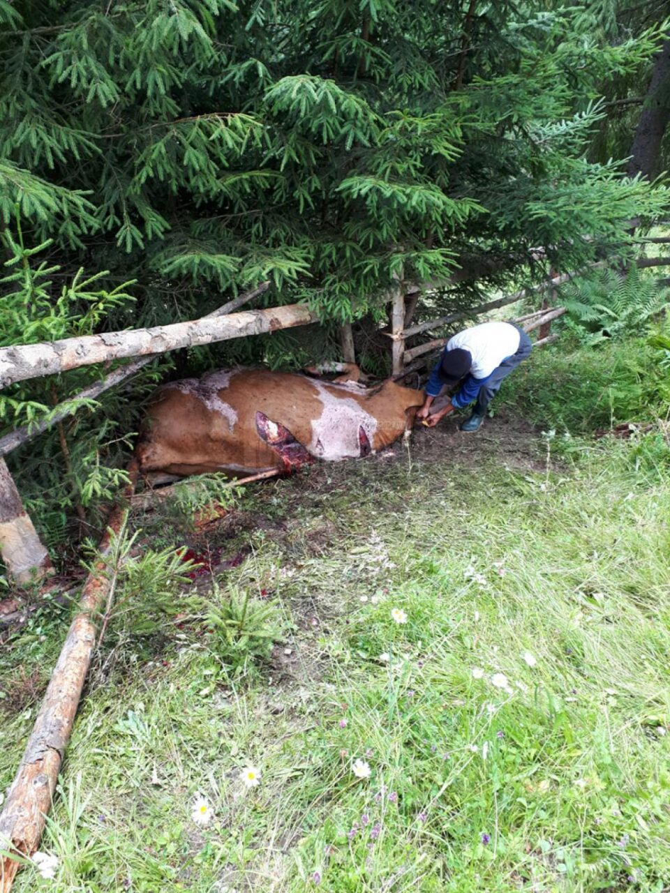 Una din vacile sfâșiate de urși