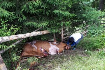 Una din vacile sfâșiate de urși