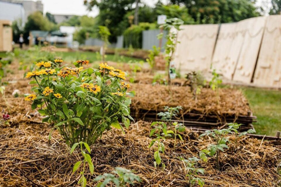 Kaufland își transformă acoperișurile, parcările și exteriorul magazinelor în grădini urbane