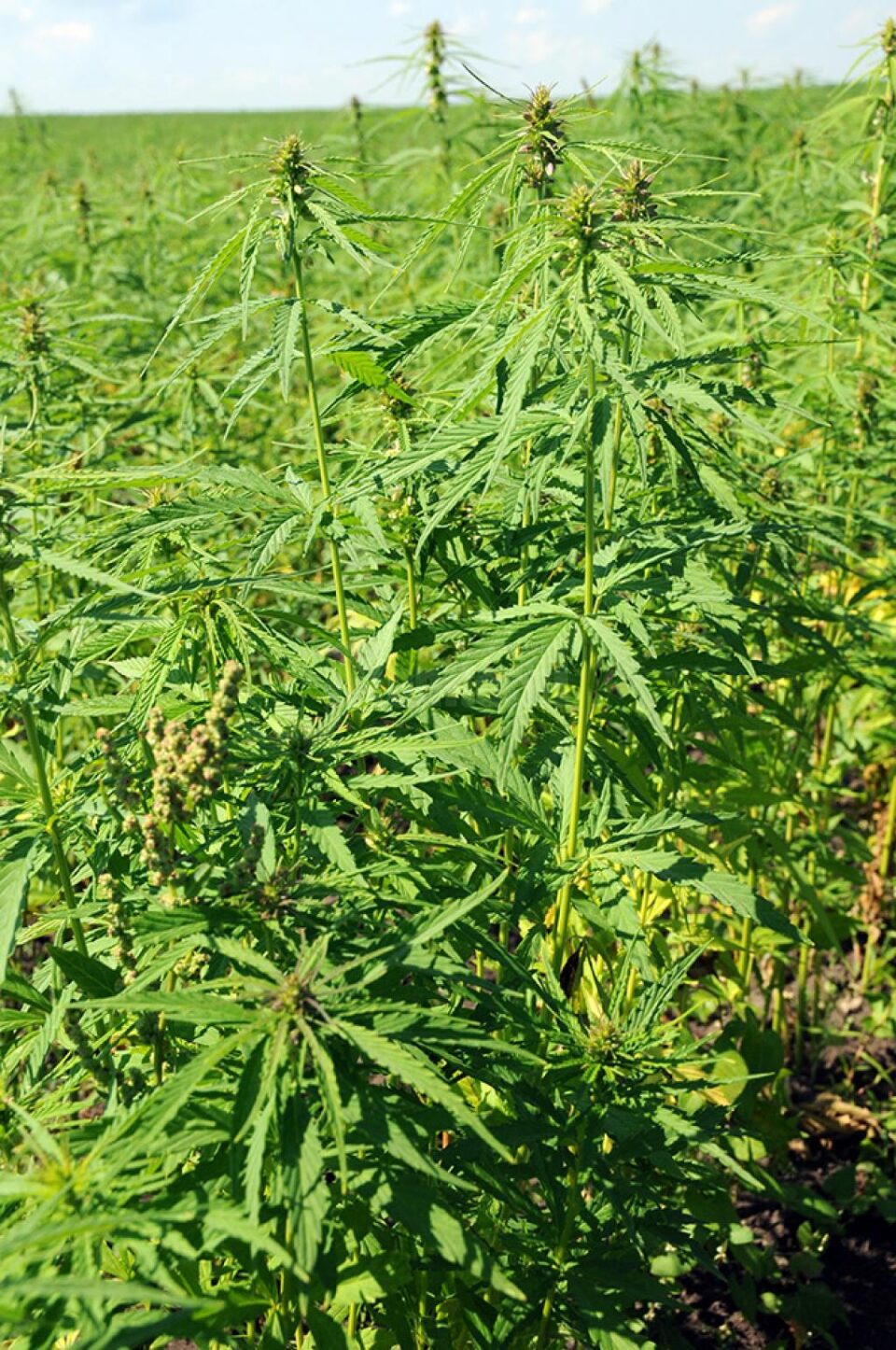 Cânepa se cultivă din nou în Suceava. Producătorii și procesatorii s-au întâlnit pentru a găsi soluții de relansare a acestei culturi