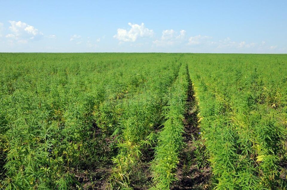 Cultură de cânepă ecologică la Vicșani
