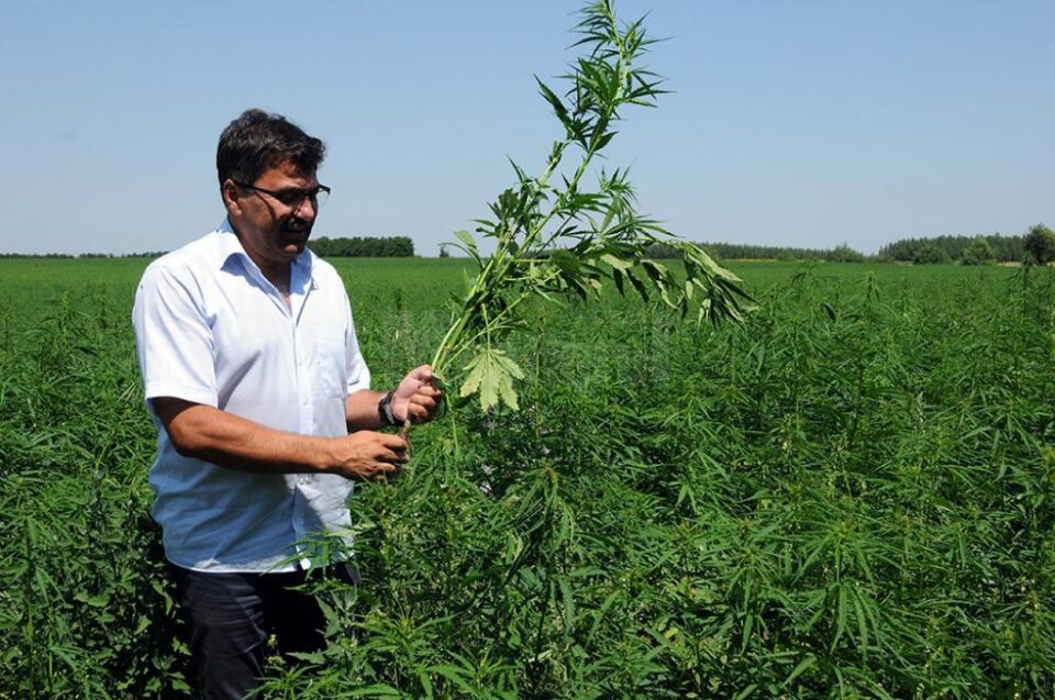 Tehnologia de cultivare a cânepii a fost explicată celor prezenți la simpozion, în mijlocul plantației