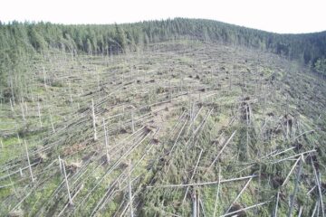 Cele mai mari pagube produse de fenomenele meteo extreme au fost în pădurile Sucevei