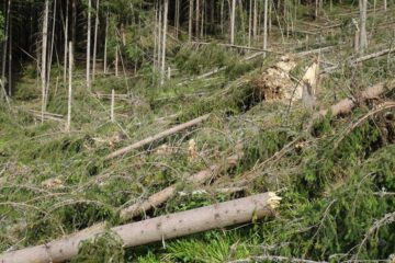 Zeci de mii de arbori, la pământ