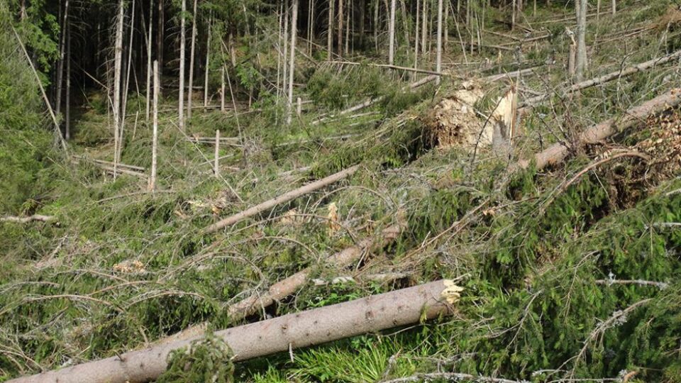 Zeci de mii de arbori, la pământ