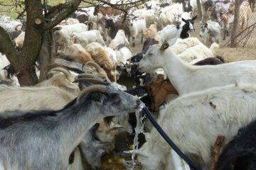 Consilierii s-au certat pe caprele de la Călinești