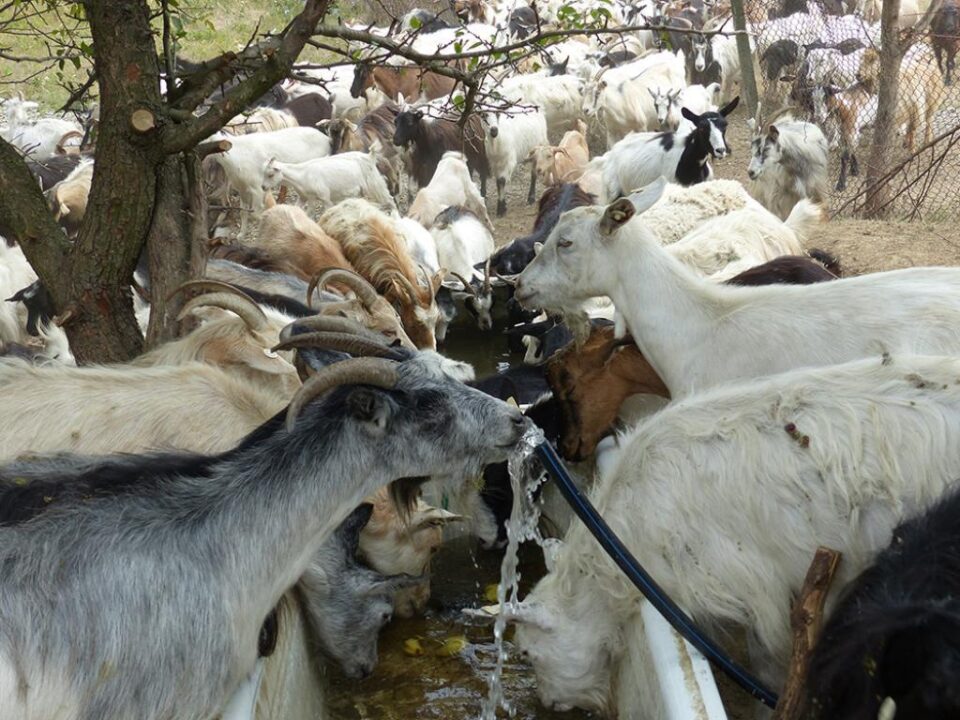 Consilierii s-au certat pe caprele de la Călinești Consilierii s-au certat pe caprele de la Călinești