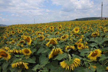 Circa 3.000 de hectare cu floarea-soarelui au fost cultivate doar in acest an în județul Suceava