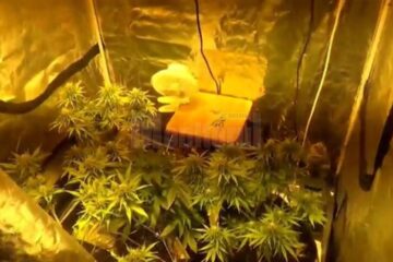 La percheziții s-au găsit plante de canabis, dar și o instalație complexă de cultivare a acestora