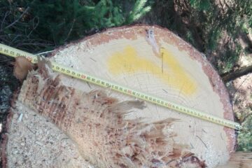 23 de arbori de molid au fost taiati ilegal, la Vama