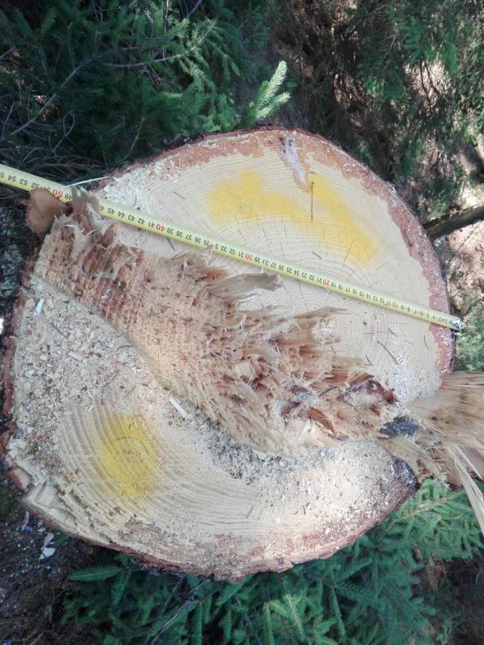 23 de arbori de molid au fost taiati ilegal, la Vama