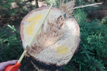 23 de arbori de molid au fost tăiați ilegal la Vama