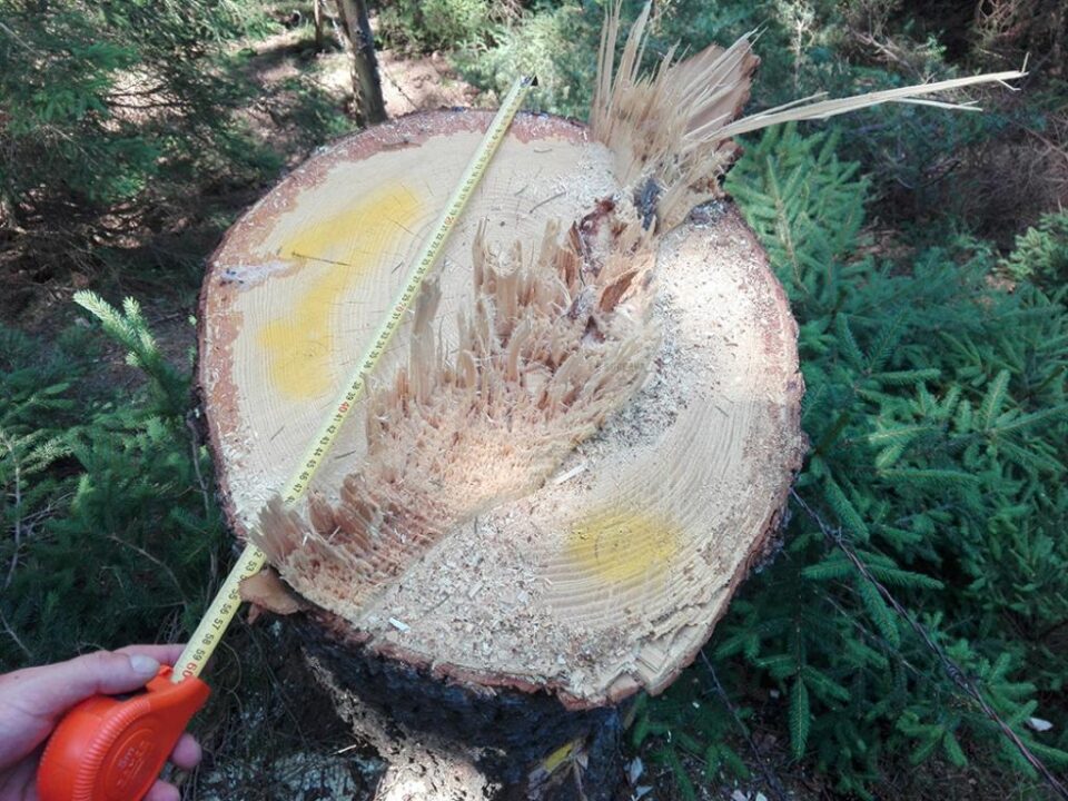 23 de arbori de molid au fost tăiați ilegal la Vama