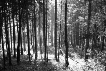 „Pădurea Laura”