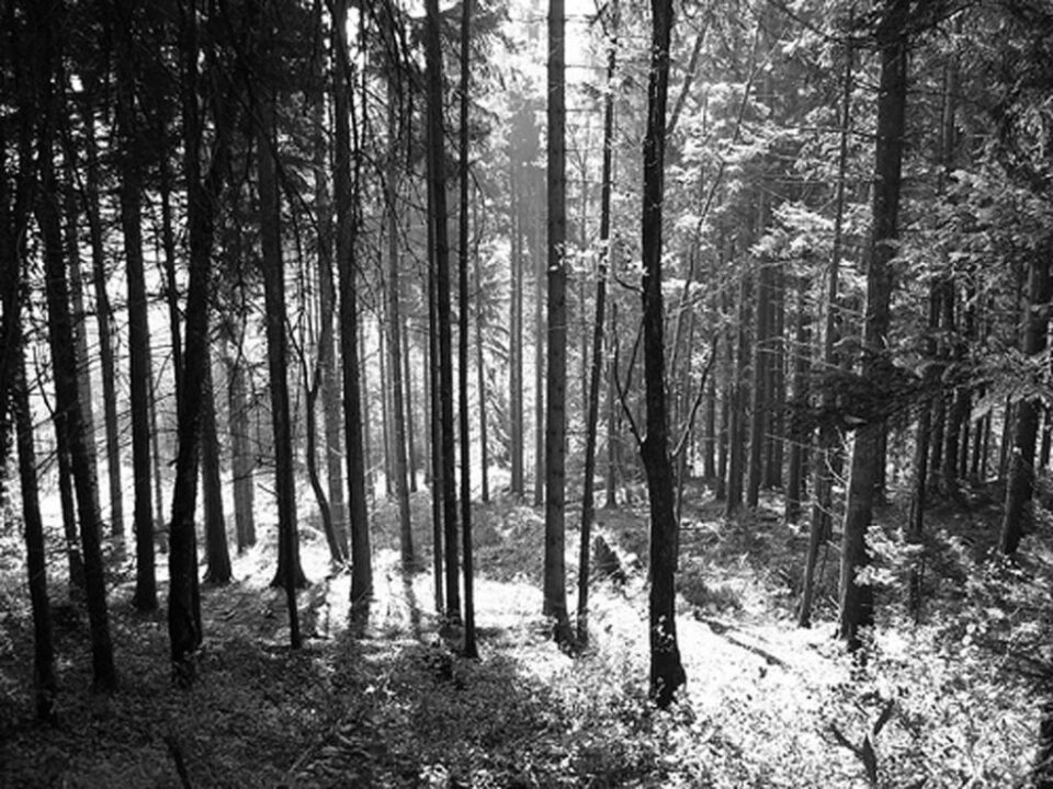 „Pădurea Laura”