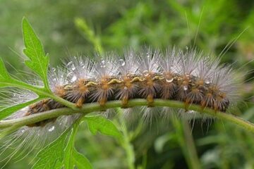 „Omide, cari vor roade culturele”