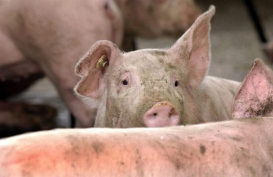 Primul focar de pestă porcină africană a fost confirmat în România