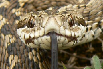 Vipera - foto Descopera.ro