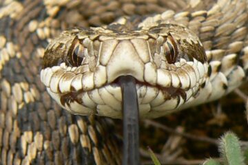 Polițist de frontieră, mușcat de viperă în timp ce se afla în patrulare sursa Descopera.ro