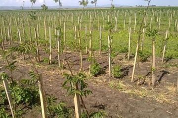 Sprijin financiar pentru împăduriri Sursa foto:agrointel.ro