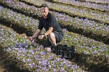 În România, șofranul se cultivă în mod excepțional, puțini fiind cei care își riscă investițiile într-o astfel de cultură Foto: www.antenasatelor.ro