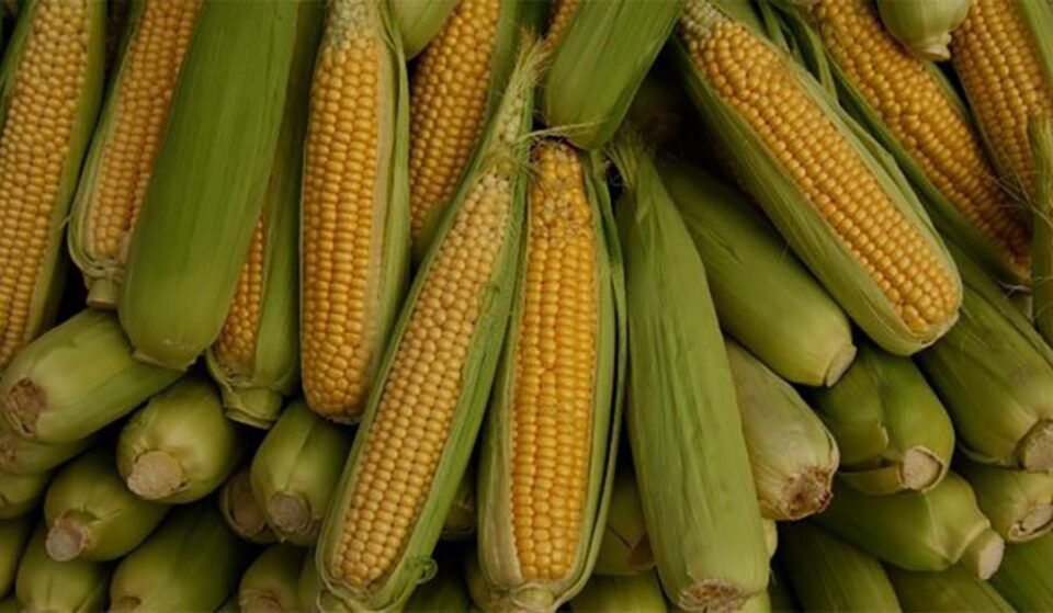 Polițiștii, chemați să numere știuleții furați de pe un teren agricol