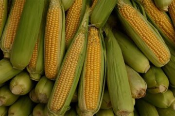 Polițiștii, chemați să numere știuleții furați de pe un teren agricol