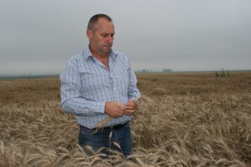 Producții la grâu excelente în acest an Producții la grâu excelente în acest an