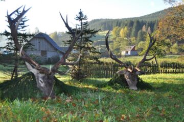 Cerbii sunt vânați atât pentru trofee cât și pentru carnea lor