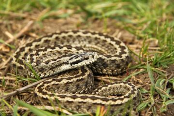 Acesta este al șaptea caz de plagă mușcată de șarpe înregistrat la UPU de la 1 iulie 2017 și până în prezent Foto www.descopera.ro