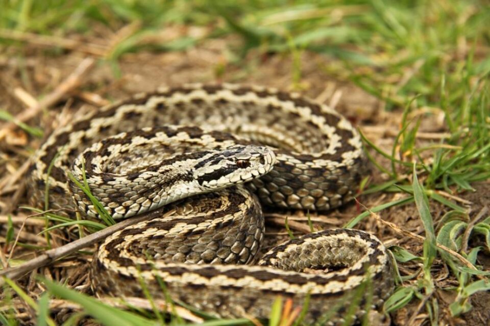 Acesta este al șaptea caz de plagă mușcată de șarpe înregistrat la UPU de la 1 iulie 2017 și până în prezent Foto www.descopera.ro