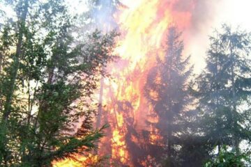 Incendiile de păduri, în creștere în prima jumătate a anului