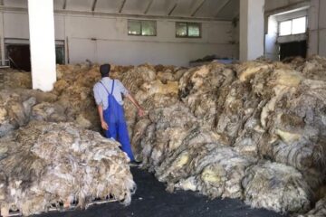Lâna preluată de societatea din Fălticeni