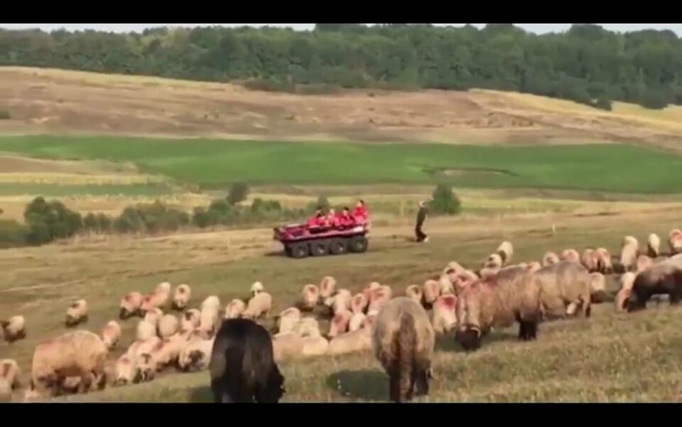 Tractorist rănit pe un ogor cu teren accidentat, salvat cu autoșenilata ISU