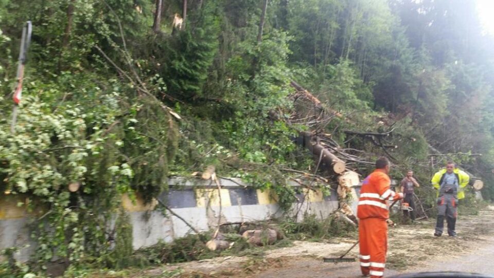 Zeci de arbori, doborâți de furtună