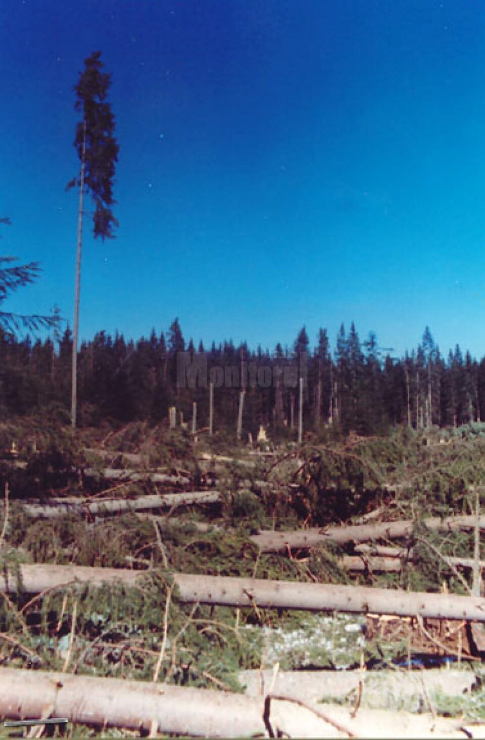 Furtuna a lăsat pagube mari în urmă și în fondul forestier