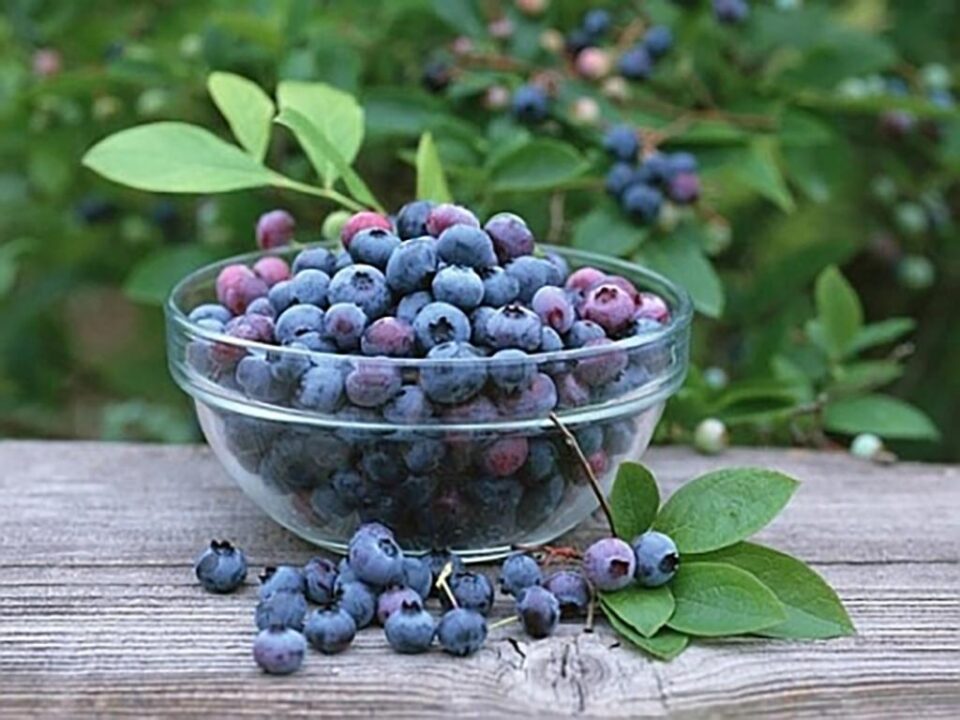 „Fructe de pădure”