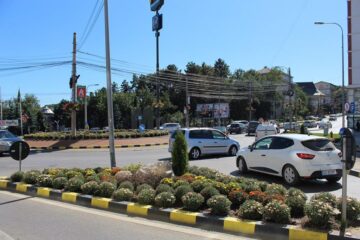 Primele tufe de crizanteme au fost plantate în sensul giratoriu și pe scuarurile din Centru