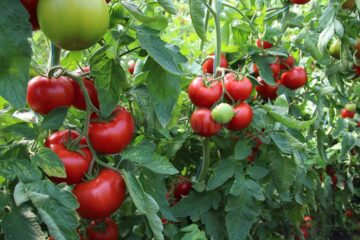 Roșii produse la ferma de la Dumbrăveni