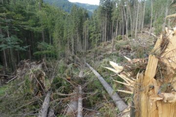Cele mai mari pagube produse de fenomenele meteo extreme au fost în padurile Sucevei
