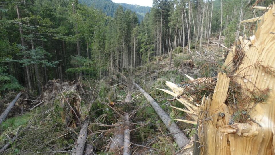 Cele mai mari pagube produse de fenomenele meteo extreme au fost în padurile Sucevei