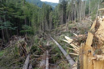 Cele mai mari pagube produse de fenomenele meteo extreme au fost în pădurile Sucevei