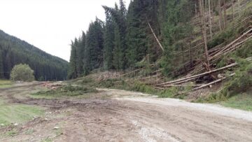 Păduri puse la pământ de fenomenele meteo extreme