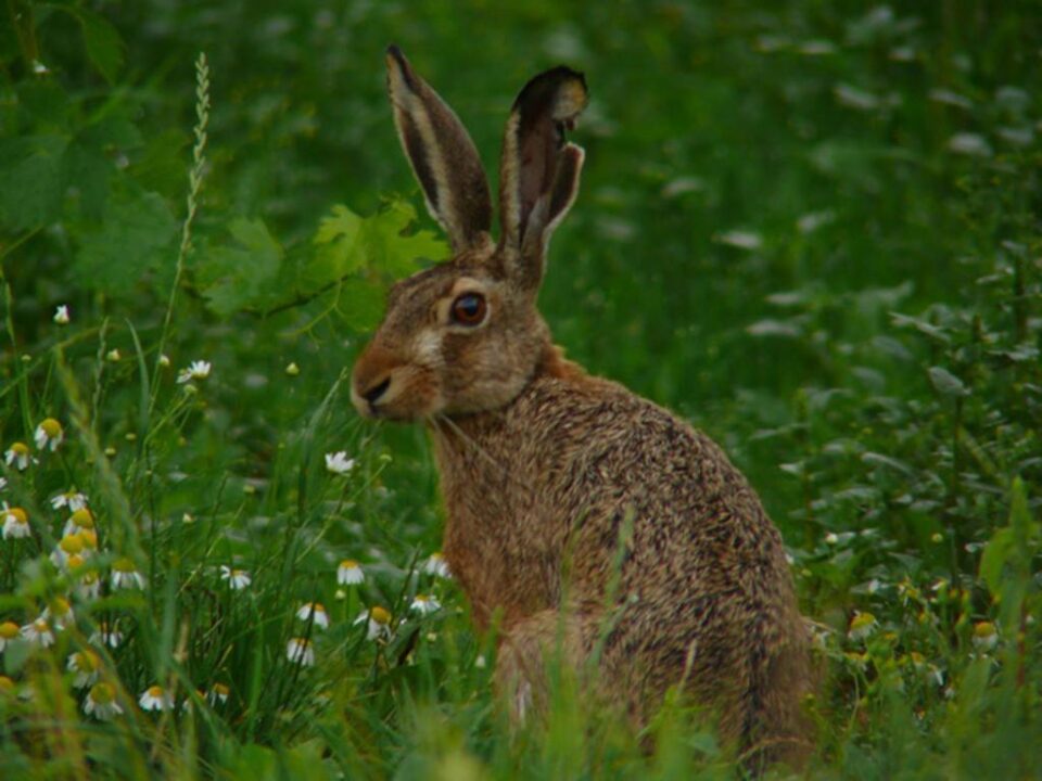 „Sezon de vînătoare”