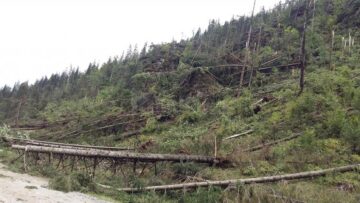 Păduri puse la pământ de fenomenele meteo extreme